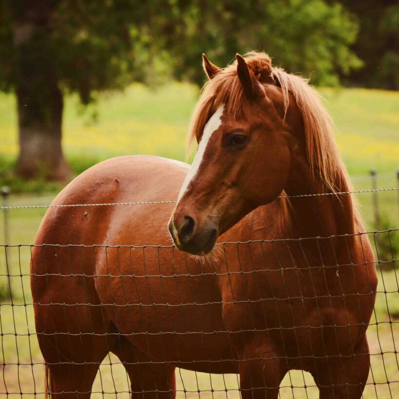 Dierdre horses 662
